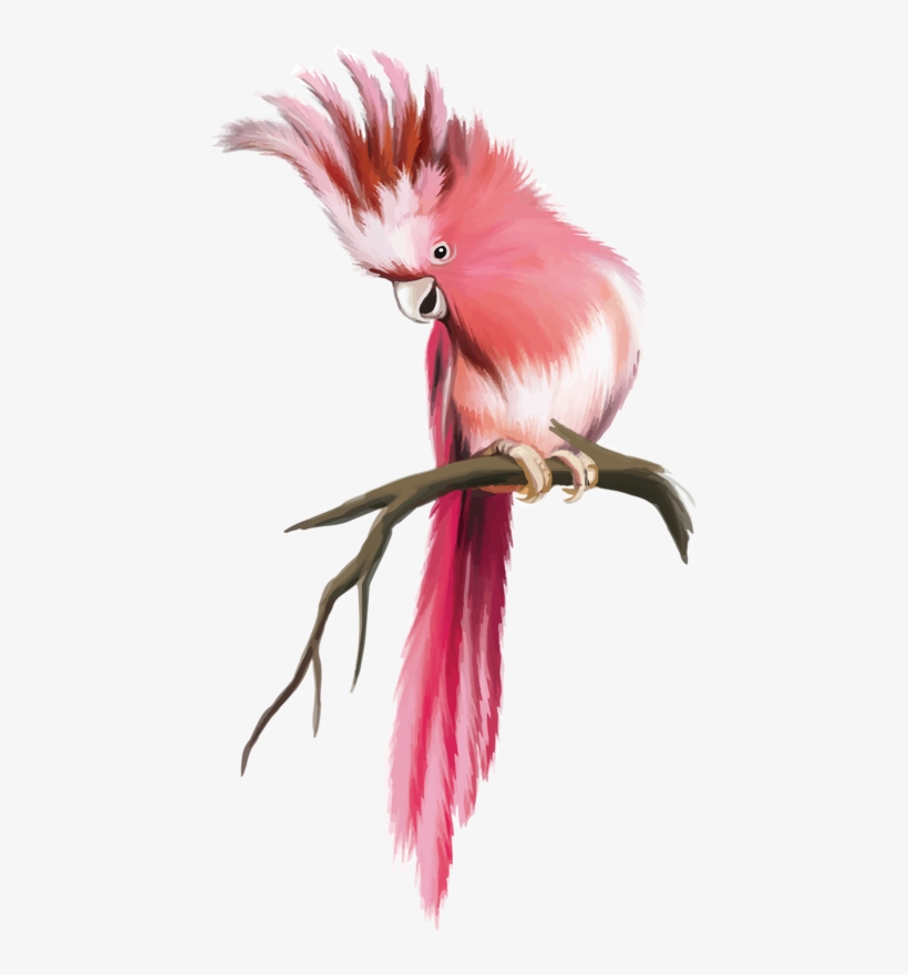 Яндекс - Фотки - 鸚鵡 插畫, transparent png #1503172