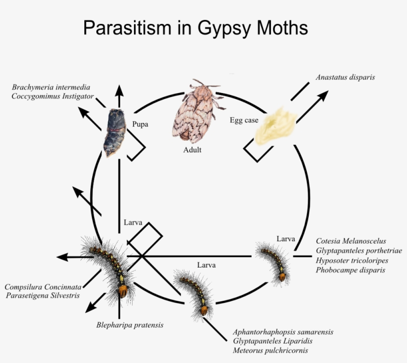 Parasitism In Gypsy Moths - Phases Of A Moth, transparent png #1503212