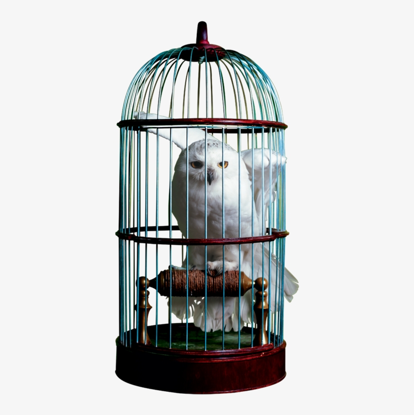 Hedwig Drawing Cage - Harry Potter Hedwig Cage, transparent png #1503220