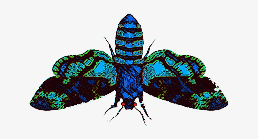 Diane Wrote - - Splintered Morpheus Moth, transparent png #1503249