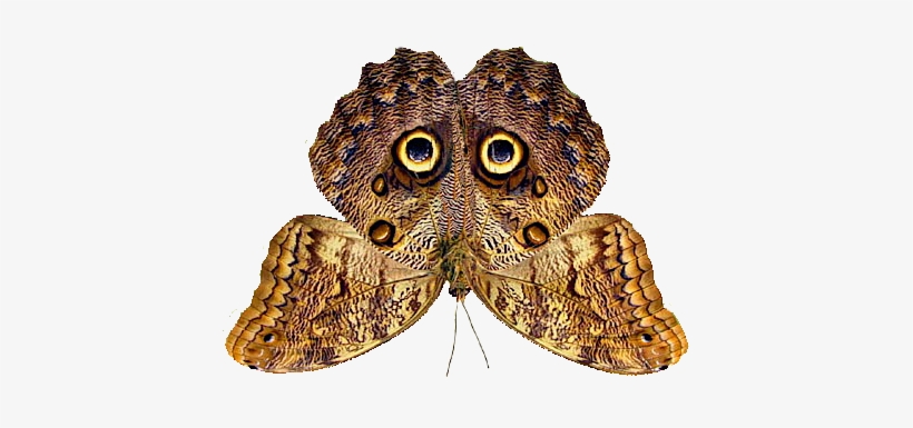 Owl Butterfly4 - Owl Butterfly Camouflage, transparent png #1503282