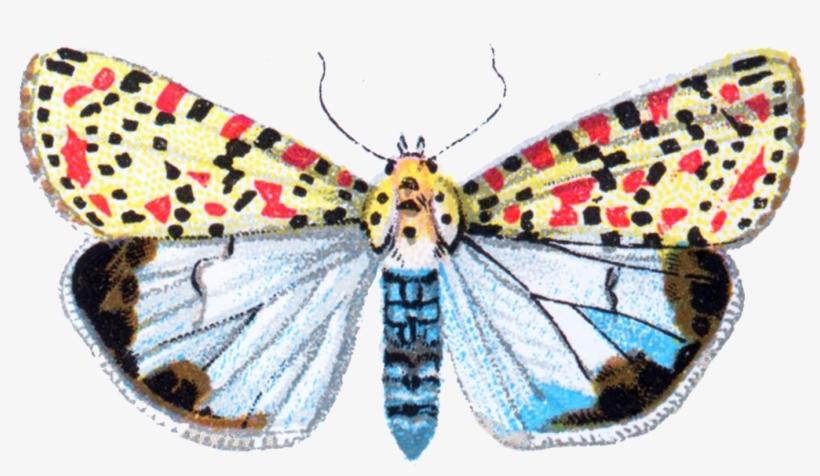 Deiopeia Pulchella Moth 001 - Portable Network Graphics, transparent png #1503361