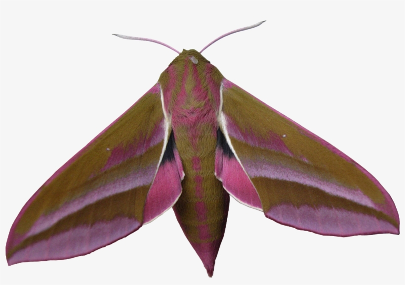 Liked Like Share - Large Elephant Hawk Moth, transparent png #1503429