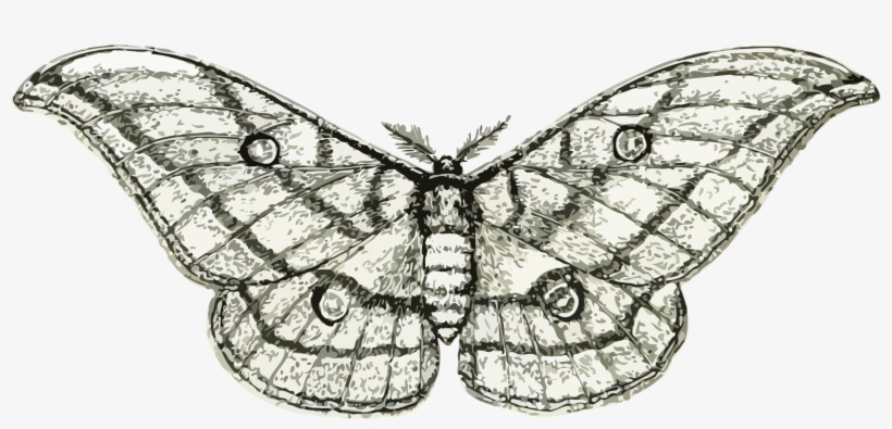 This Free Icons Png Design Of Moth 3, transparent png #1503615