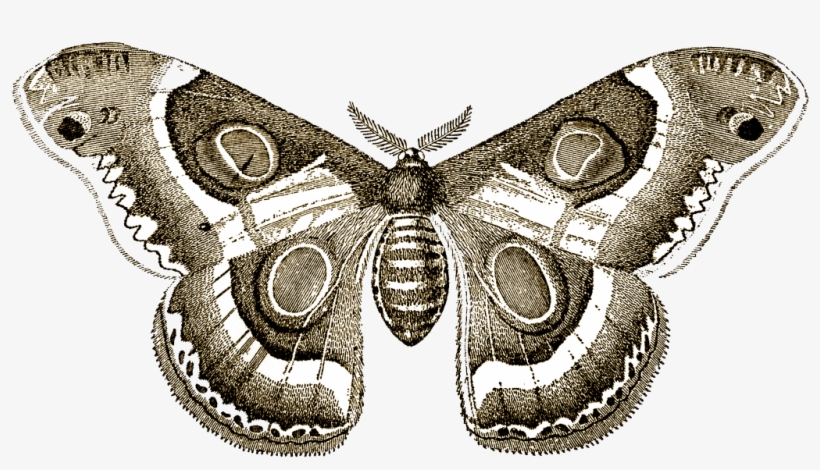 {click On Png Image To Download/save} - Giclee Painting: Illustration Of Butterflies And Moths,, transparent png #1503696