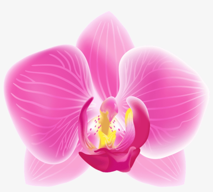 Pink Moth Orchid Transparent Png Clip Art Image - Pink Orchid Clip Art Orchid Petals, transparent png #1503955
