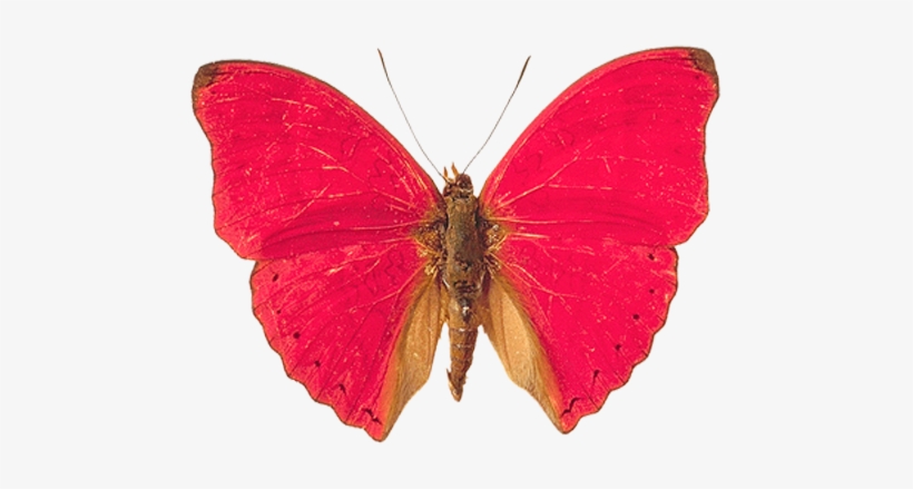 Pink And Red Butterfly, transparent png #1504007