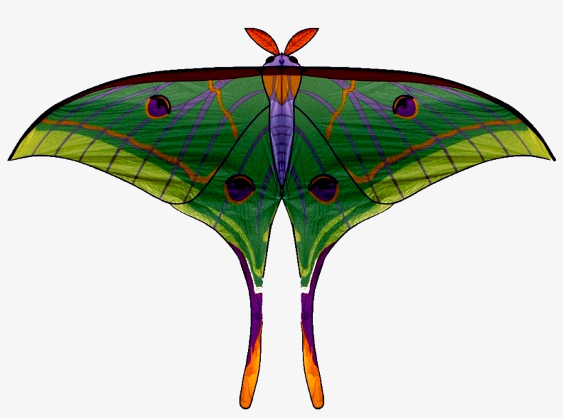 Moths Of Bhutan - Bhutan, transparent png #1504141