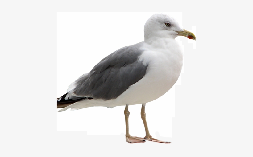 Seagull - Seagull Png, transparent png #1505074