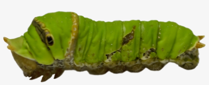 Caterpillar Png, transparent png #1505075