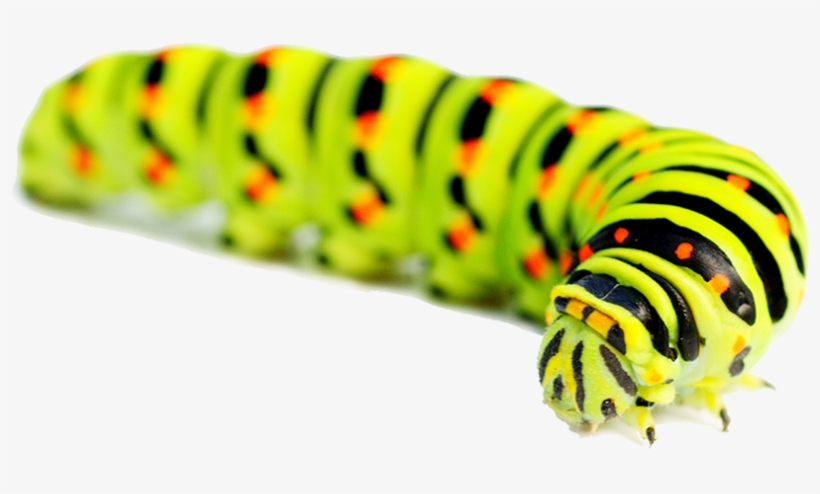 Caterpillar Png - Caterpillar Images Png Hd, transparent png #1505107
