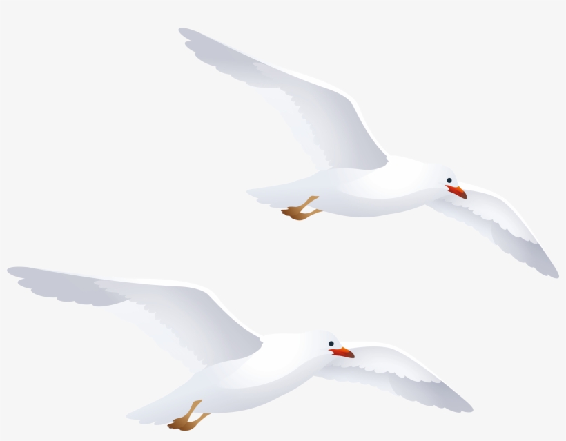 Seagulls Png Clipart - Seagull White Silhouette Png, transparent png #1505124