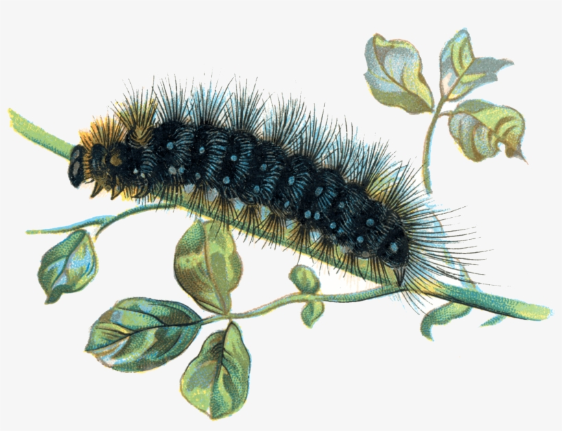 Caterpillar On Branch - Caterpillar Transparent, transparent png #1505126