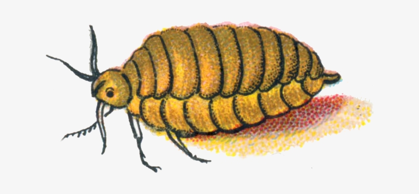 Orgyia Antiqua Female Caterpillar - Beetle, transparent png #1505197