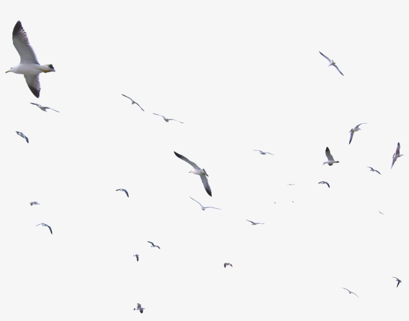 Sea Gulls - Seagulls Png, transparent png #1505296
