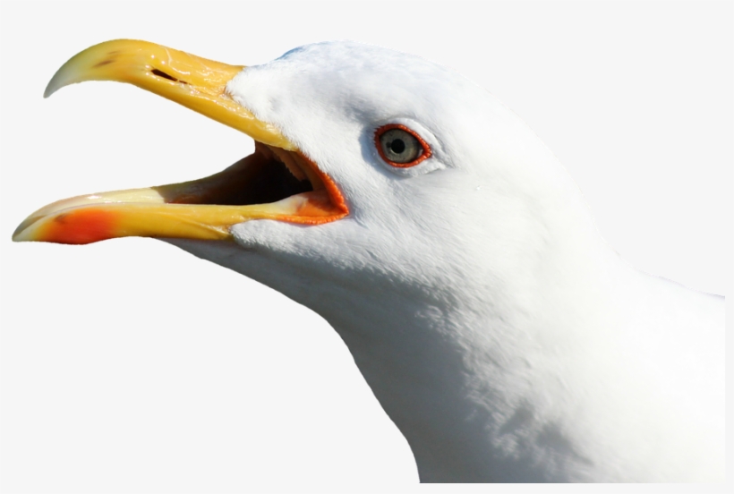 Seagull Cliparts 7, Buy Clip Art - Gulls, transparent png #1505317