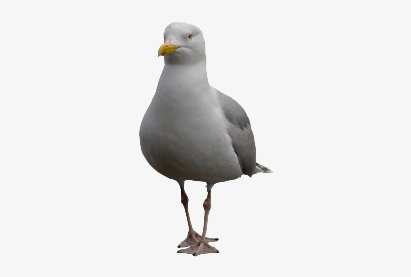 The Seagull - Main Guy & The Other Guys / The Main Guy &, transparent png #1505431