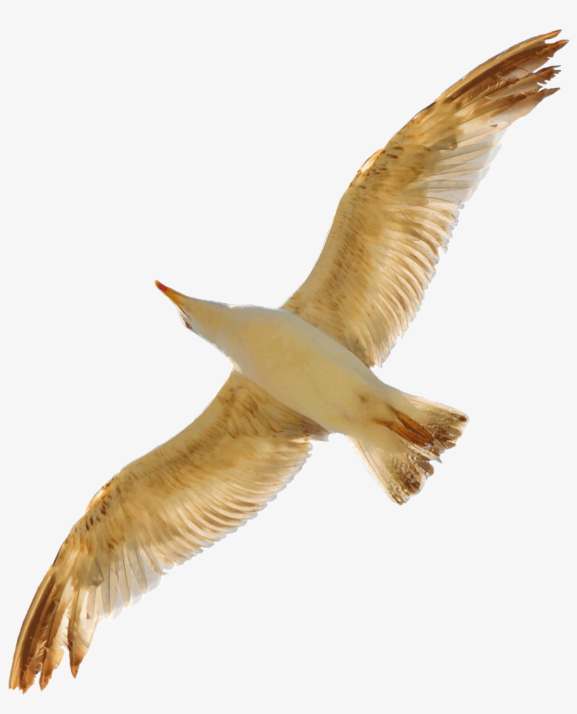 Seagull Png By Evelivesey - Gold Seagull Png, transparent png #1505457