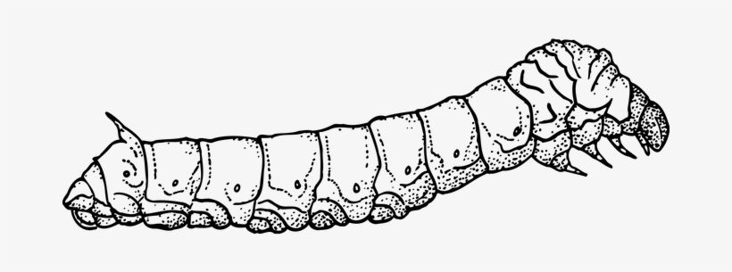 Animal Caterpillar Larva Moth Silk Silkwor - Silk Worm Line Drawing, transparent png #1505611