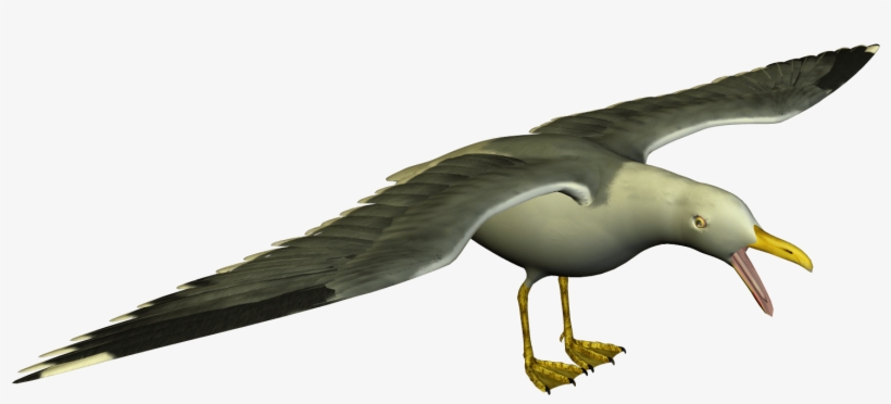 Seagull Clipart - Seagull Funny Png, transparent png #1505753