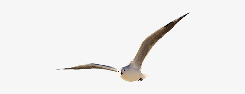 Majestic Seagull - Immediate Entourage - Marseille, transparent png #1505847