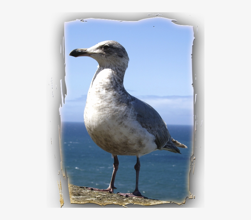Seagull, Animal, Bird, Ocean, Pacific, Water, Frame - Aves Del Oceano Pacifico, transparent png #1506147