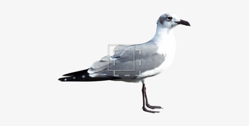 Seagull - Gulls, transparent png #1506269