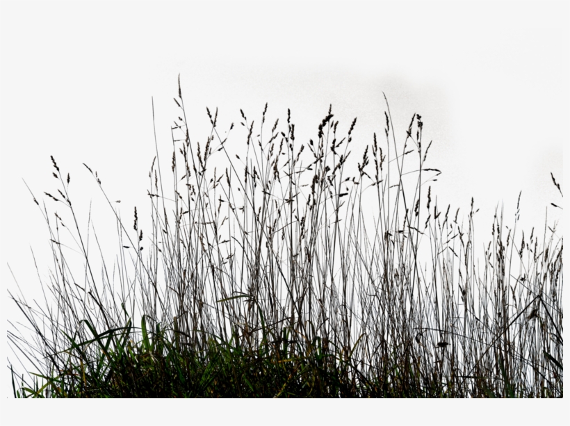 Images Of 2d Grass Have Been Used In Environment - Long Grass Png, transparent png #1506689