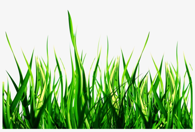 Nature Png Clipart - Nature Png, transparent png #1507407