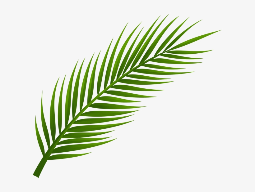 More Information - Palm Tree Leaf Png, transparent png #1507409