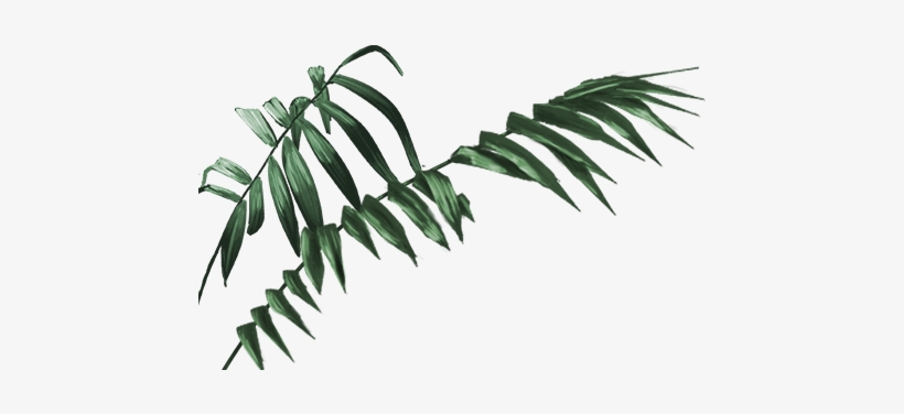 Jungle Transparent Leaves - Jungle Leaves Png, transparent png #1507491