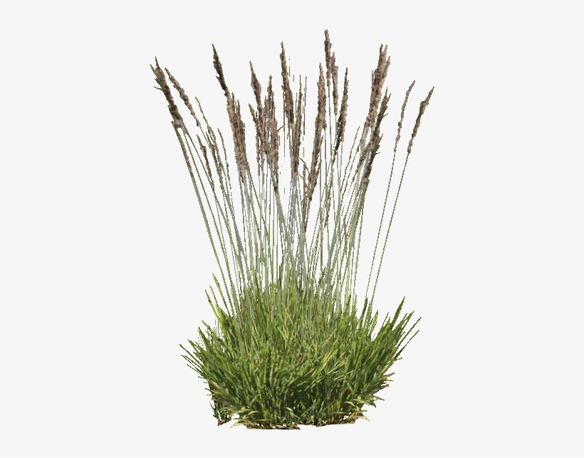 Purple Moor Grass - Purple Moor Grass Png, transparent png #1507512