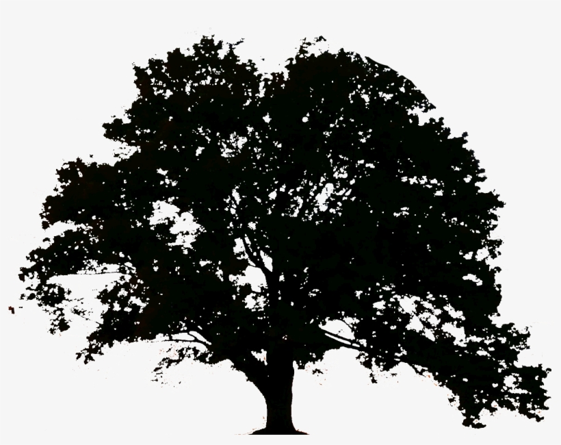 Sombra Arvore Png La Lune Cendree Trade Paperback Free Transparent Png Download Pngkey