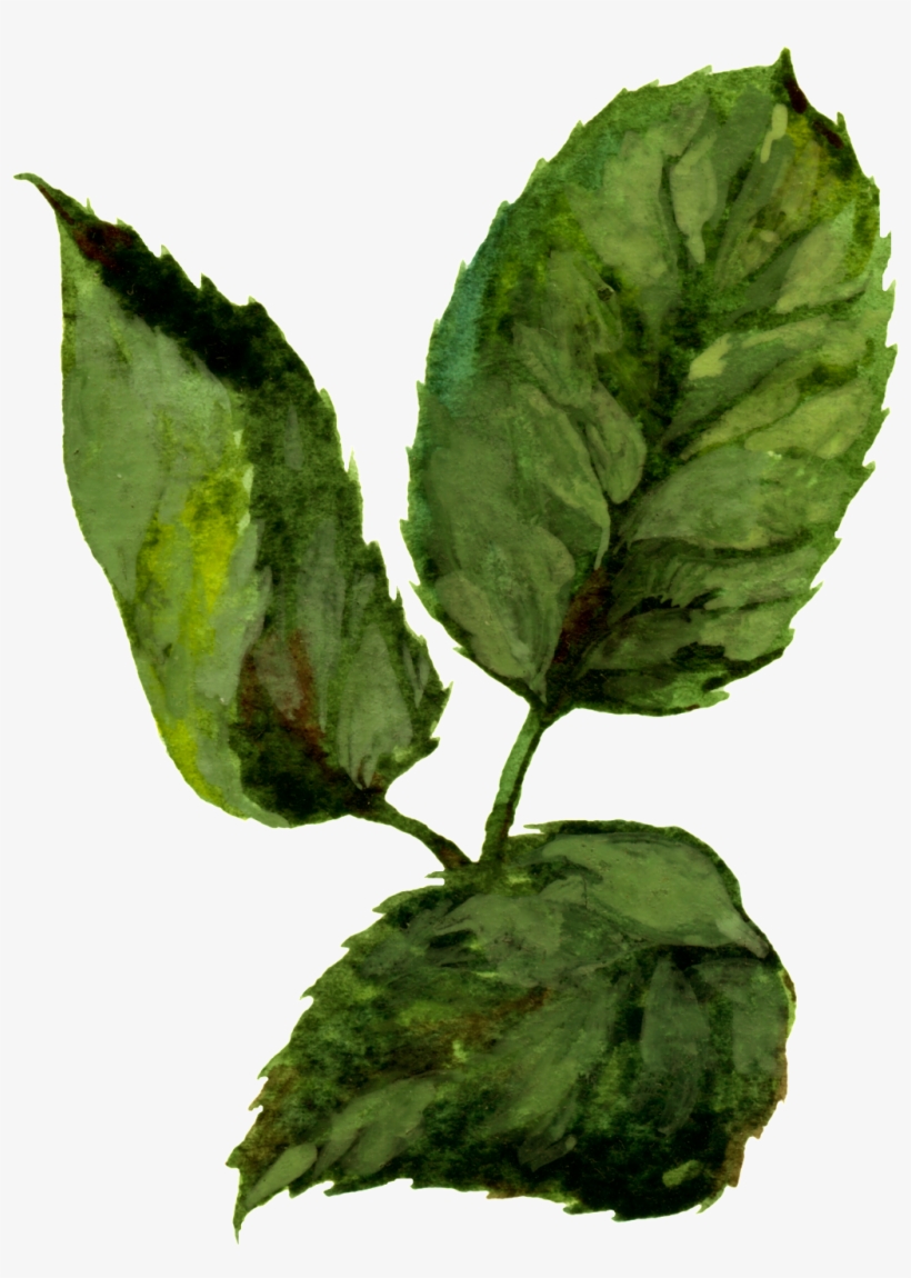 Hand Painted Three Slices Of Watercolor Leaves Png - Transparent Free Watercolor Leaves, transparent png #1509769