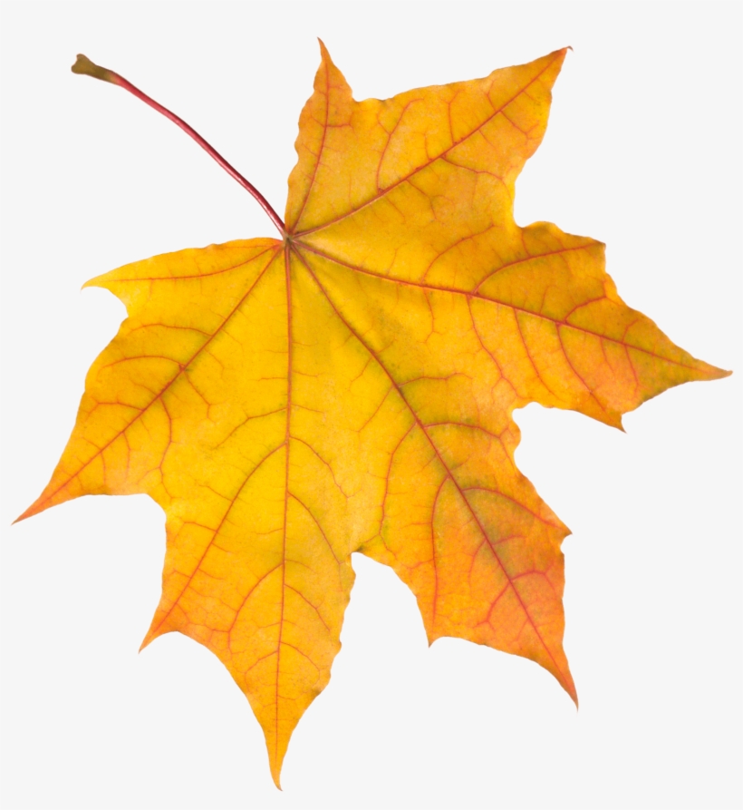 Autumn Leaves Png, transparent png #1509922