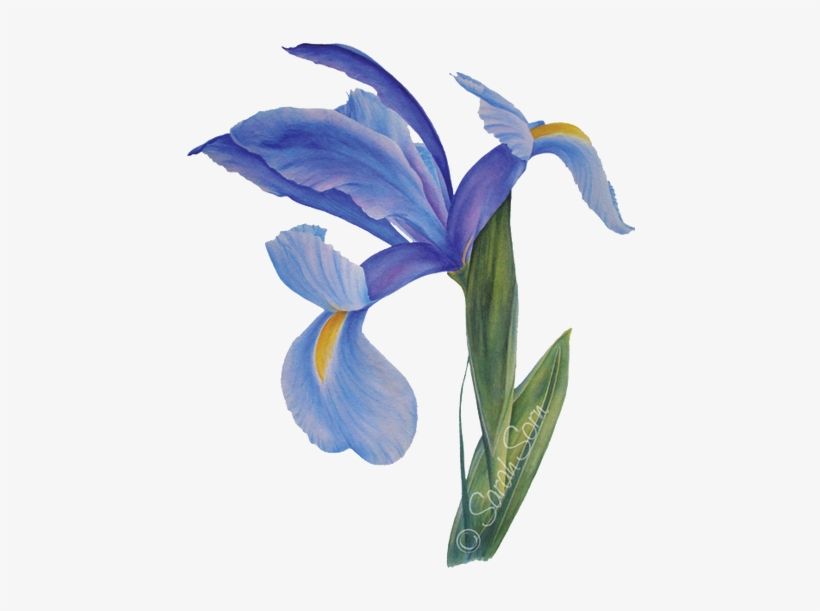 Picture - Watercolor Painting, transparent png #1510987