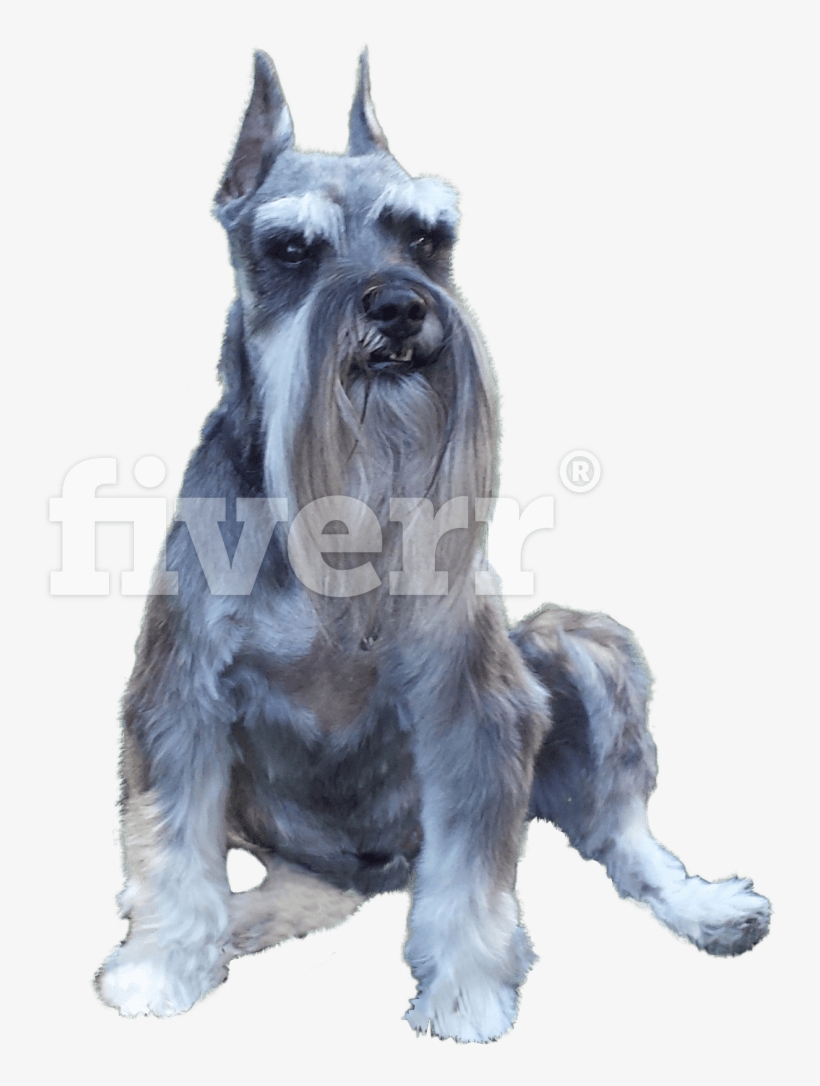 Santa Barbara, transparent png #1513029