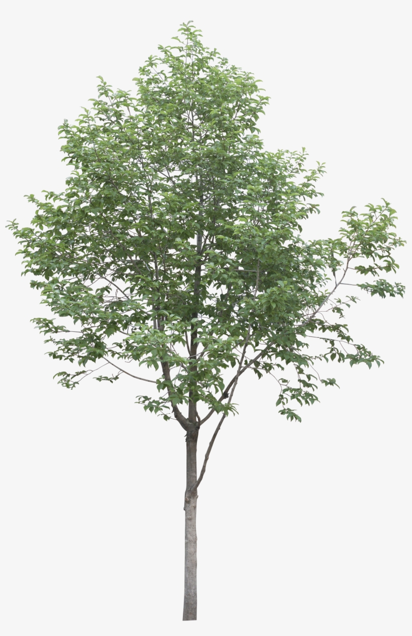 Architecture Illustrations, Architecture Layout, Landscape - Artificial Seeded Eucalyptus, transparent png #1513817