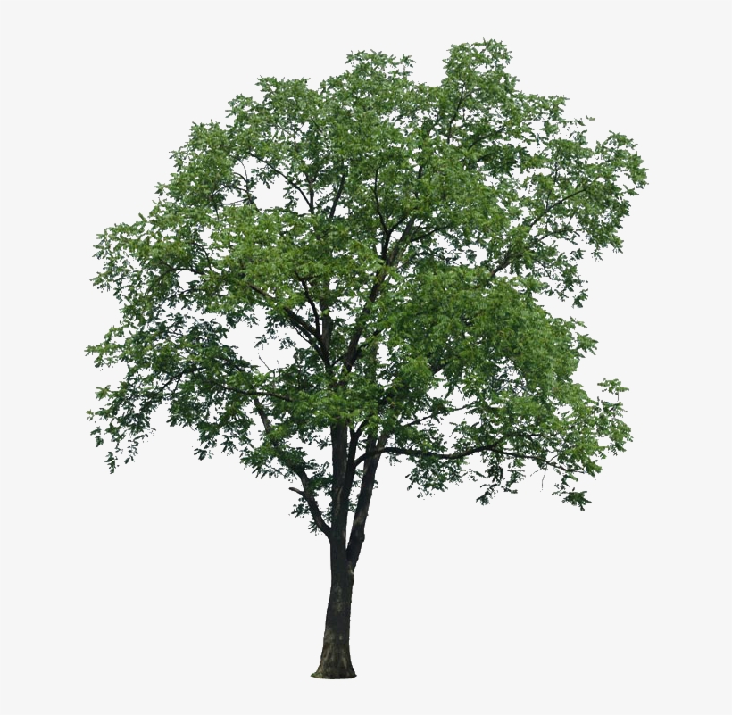 Arboles Png Para Renders - Multi Stem Tree Png, transparent png #1513885