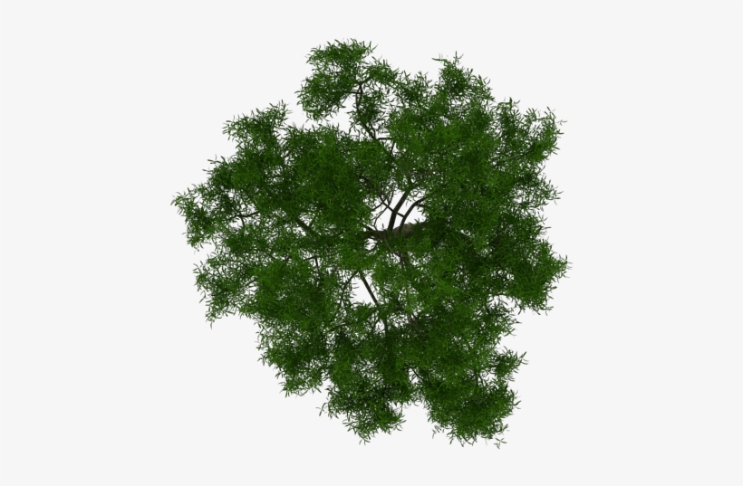 Arbol 1 - Maple Tree White Background, transparent png #1514044