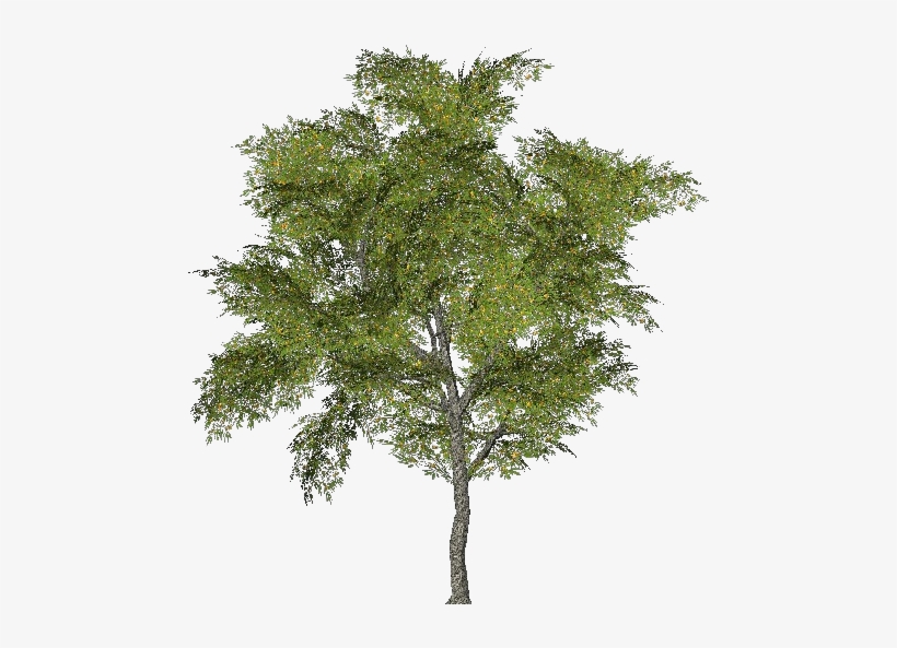 3d Trees - Tabebuia - Ginkgo Biloba Tree Png, transparent png #1514195