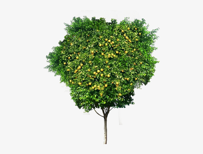 Free Arboles Png - European Plum, transparent png #1514298
