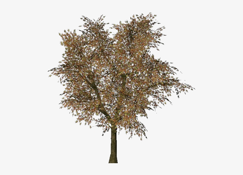 Selected Wallpaper - Tree, transparent png #1514585