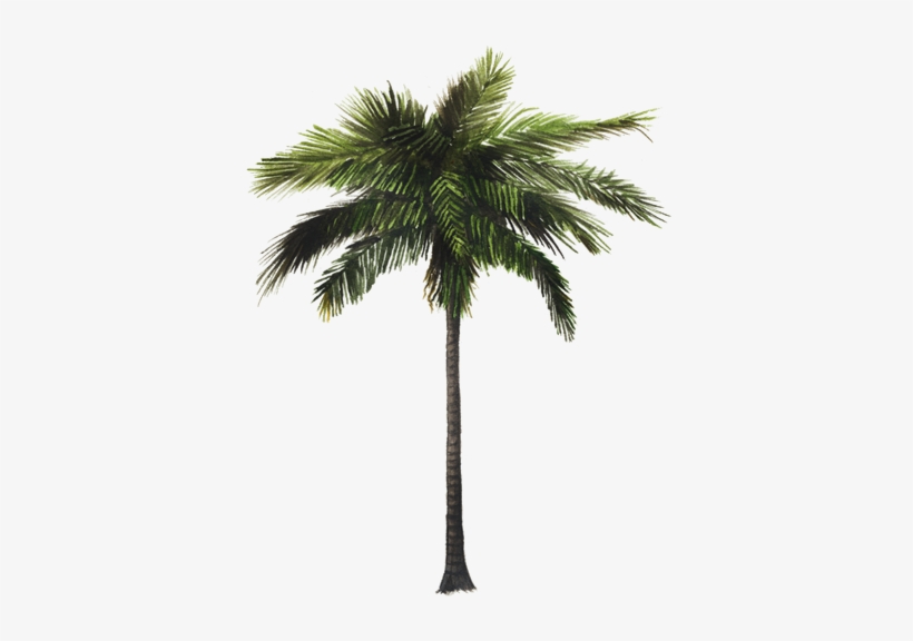 Coconut Tree 3d Model, transparent png #1514788