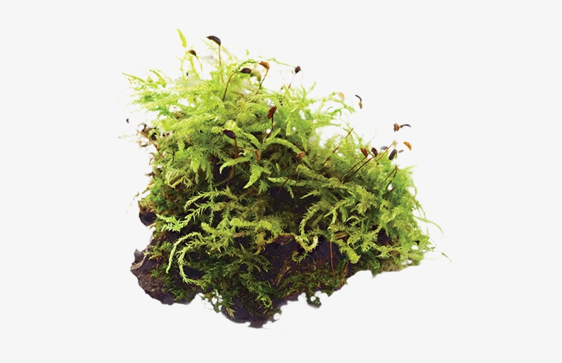 Moss - Stock Photography, transparent png #1514827