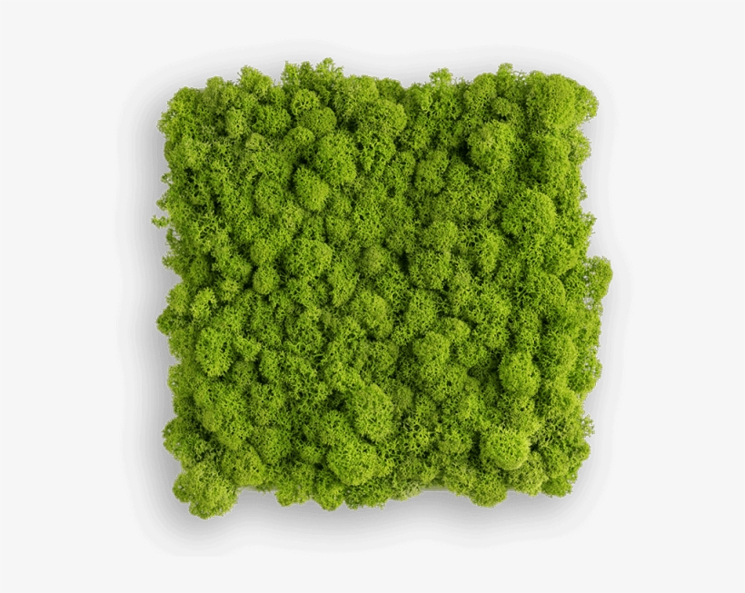 Reindeer Moss Picture - Wandschmuck Islandmoos, transparent png #1514870