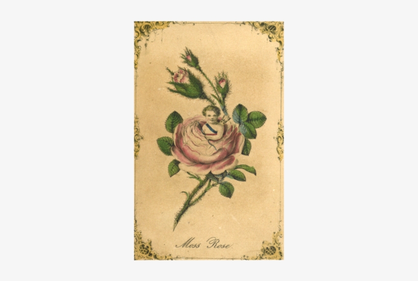 Moss Rose - Moss-rose Purslane, transparent png #1514877