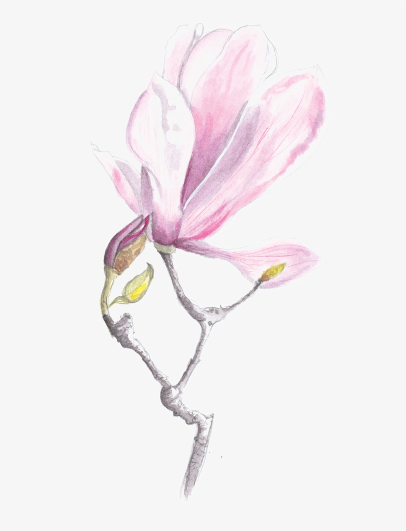 Magnolia, transparent png #1514896
