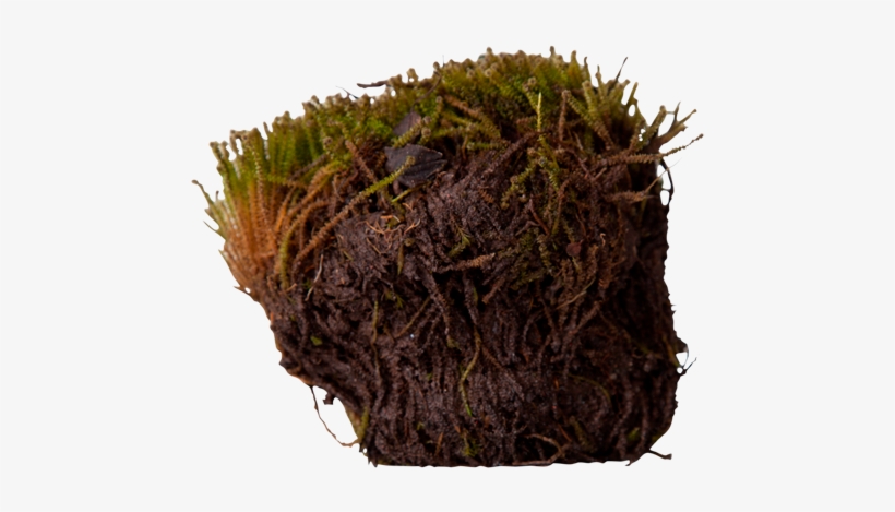3d View - Angled Paludella Moss, transparent png #1514921