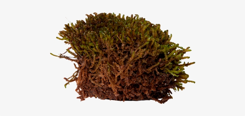 3d View - Mosses Transparent, transparent png #1515138